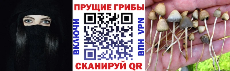 купить наркотик Канаш дарк нет формула Псилоцибиновые грибы GOLDEN TEACHER